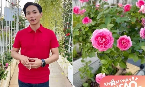 Cận cảnh vườn hoa hồng ngoại nhà Khánh Thi - Phan Hiển đang "bung lụa hết cỡ", có giống hoa đột biến