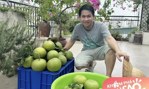 Trọng Tấn ráo riết thu hoạch sớm bưởi trên sân thượng biệt thự ở Hà Nội để tránh bão Yagi