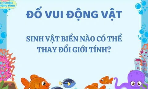 Câu đố 9/10 người chịu thua nhưng nhiều trẻ biết: Sinh vật biển nào có thể thay đổi giới tính?