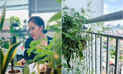 Nữ BTV VTV trồng "cây hàng rào" trên ban công, nở hoa xanh biếc đẹp mắt lại cực nhiều tác dụng