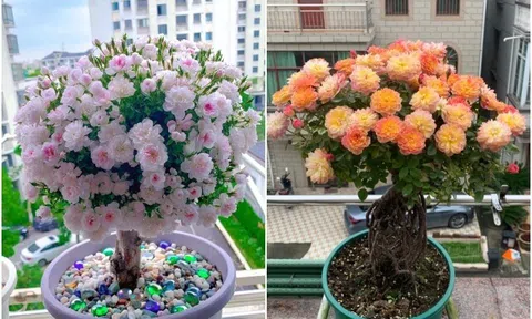 Chàng trai trồng hoa hồng bonsai 9 năm, phần gốc đã đẹp, hoa nở đầy chậu càng mãn nhãn hơn