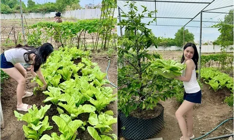 Vợ chồng Đoàn Di Băng khoe khu vườn xanh mướt, cho biết lâu rồi không có tốn tiền mua rau