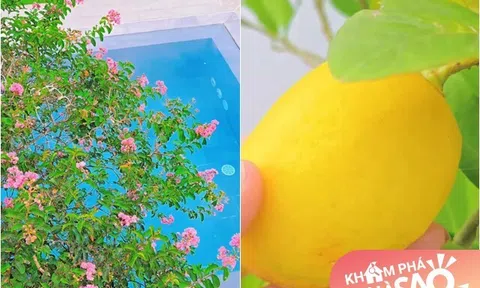 Vườn xinh tại biệt thự của Mạnh Trường sau hơn 1 năm chăm bẵm: Quả to đùng, hoa nở khắp cơ ngơi