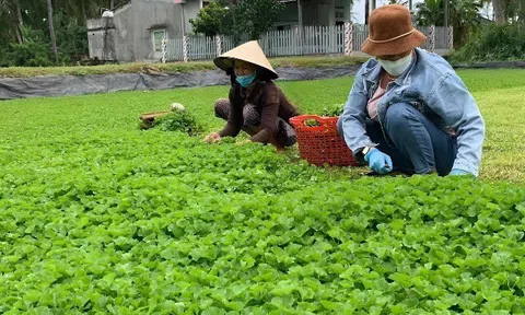 Thứ rau dại nào mọc hoang khắp nơi được ví như "nhân sâm tự nhiên", ở chợ Việt bán đầy, 3.000 đồng có thể mua?