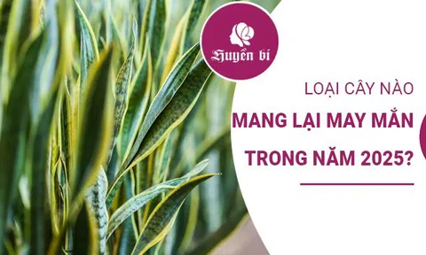 Ý nghĩa cây cảnh phong thủy: Loại cây nào mang lại may mắn trong năm 2025?