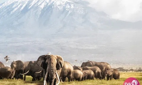 Kilimanjaro – bản hùng ca giữa trời Phi Châu.