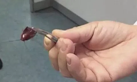 Con gái mẫu giáo bị một sinh vật lạ chui vào tai, chỉ với một hành động người mẹ được bác sĩ khen “Rất thông minh”