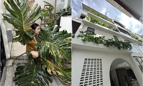Cây lá to hơn người được Vân Trang trồng khắp ngóc ngách biệt thự 1.000m2 nhưng từng khiến cô phải "khóc một dòng sông"
