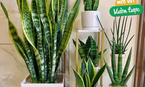 Mùa hè chăm cây lưỡi hổ theo quy tắc “3 không thiếu”, chồi non sẽ mọc liên tục, một chậu thành 3 chậu
