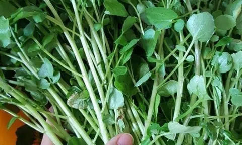Loại rau tốt nhất thế giới trồng 1 lần ăn mấy chục năm, canxi giàu gấp đôi sữa bò giúp trẻ cao lớn