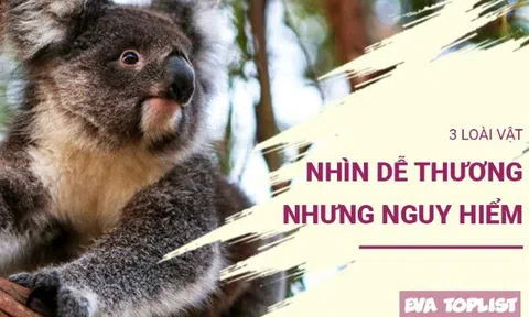 3 loài vật có vẻ ngoài đáng yêu khiến bạn mất cảnh giác nhưng tiềm ẩn nguy hiểm chết người