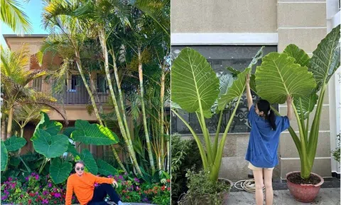 Cây cảnh nghe tên mà rùng mình nhưng Đàm Vĩnh Hưng và Vân Trang đều mê vì vừa sang vừa đón lộc