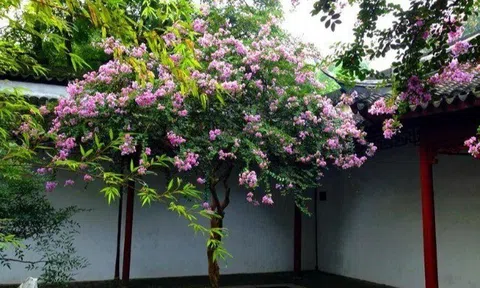 5 cây càng trồng càng có lộc, Thần Tài ghé thường xuyên, chặt đi tiền tài tiêu tán