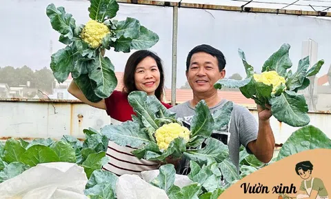 Mẹ 3 con Biên Hòa trồng 2 vườn rau xanh mướt trên ban công và sân thượng, rau trái trĩu giàn quanh năm