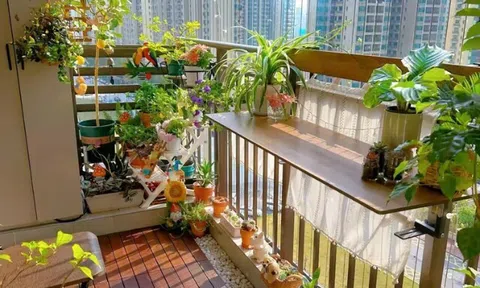 4 "hoa tài lộc" thích hợp cho người lười trồng ở ban công nhà, ít tưới nước cành lá vẫn sum suê
