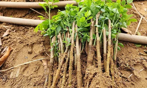 Loại rau trồng 1 lần ăn cả đời, ngọt như hạt nêm, trẻ ăn 1 bát rau này hấp thụ sắt gấp 7 lần ăn thịt bò
