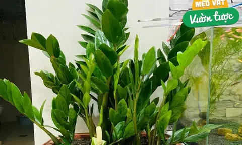 Tháng 8 làm đúng 5 việc này cây kim tiền sẽ ra hoa, chồi non mọc ầm ầm, gọi lộc tràn vào nhà