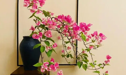 Sau 10 năm trồng hoa giấy, tôi mới hiểu lý do tại sao ngày càng nhiều người cho nó vào “danh sách đen”