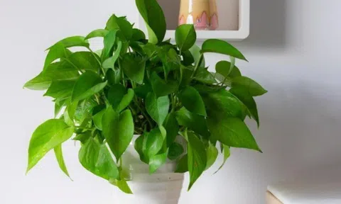 Trầu bà từng là cây cảnh "quốc dân", nay bị cho vào "danh sách đen", đây là 5 lý do khiến nhiều nhà vội vàng bỏ ngay!