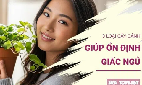 "Thần dược" cho giấc ngủ: Khám phá 3 loại cây cảnh vừa dễ trồng, vừa giúp bạn có giấc ngủ ngon sâu hơn