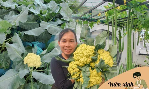 Bà mẹ 3 con biến sân thượng 30m² thành “nông trại mini” giữa Sài Gòn, tự trồng rau sạch quanh năm không cần ra chợ