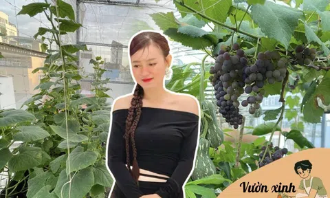 Mẹ đảm làm “nông trại mini” giữa Sài Gòn, thu hoạch mỏi tay không hết, "hái ra tiền" nhờ rau quả mình trồng