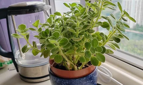 Cây cảnh đuổi muỗi cực đỉnh, lại được ví như “mèo Thần Tài” nhưng nay bị nhiều người cho vào danh sách đen vì 4 lý do