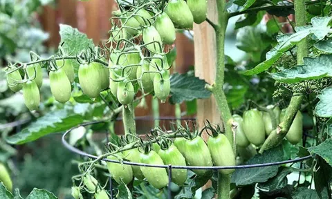 Loại quả được đánh giá "tốt nhất thế giới", 15.000 đồng/kg bán đầy chợ Việt, trẻ ăn 1 bát cao thêm vài cm mỗi năm