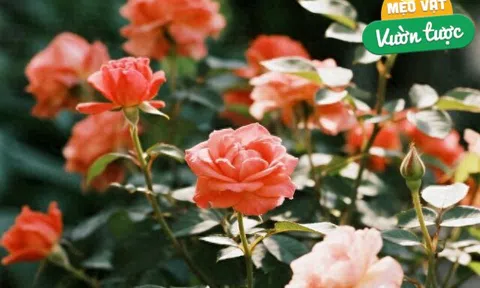 Từng làm hỏng 4 chậu hoa hồng, cuối cùng tôi cũng rút ra được 7 bí quyết giúp cây khỏe, hoa nở rực rỡ quanh năm