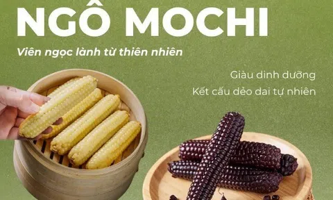Kame Nozoki và hành trình giữ nguyên bản giống ngô nếp Nhật Bản cổ truyền