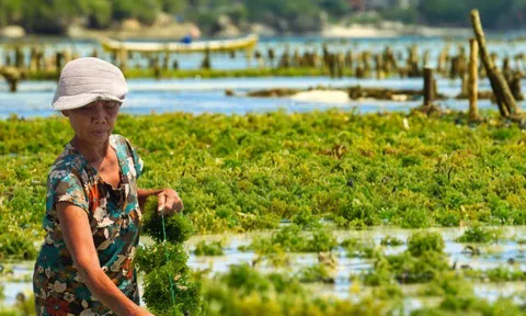 Loại rau dại mọc ở biển xưa người Việt chẳng ngó ngàng, nay được xem như “thuốc tiên”, ăn 1 thìa bằng uống ly sữa bò