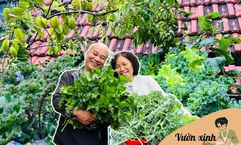 Bác sĩ Đông y Hà Nội chi gần 100 triệu trồng rau nuôi cá trên sân thượng: Rau xanh tốt, hoa nở rực rỡ 4 mùa