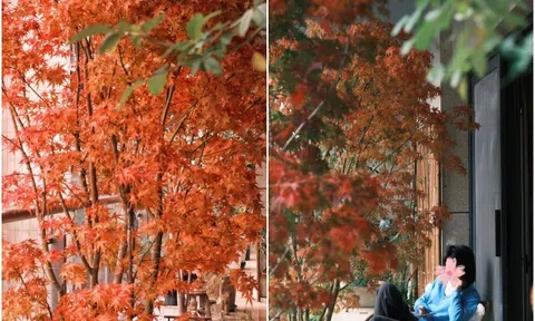 9X biến ban công thành thiên đường mùa thu bằng cây "tài lộc" này, thu về ngay tại nhà, may mắn cũng gõ cửa