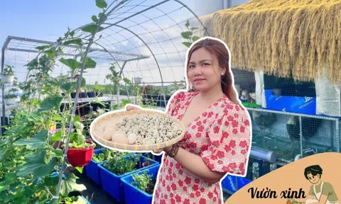 Chuyên gia trang điểm chi 20 triệu làm trang trại trên sân thượng, mảnh vườn 90m2 đủ loại rau trái, 90 con gà và chim