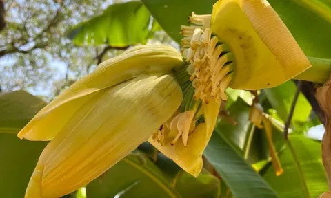 Loại quả “tốt nhất thế giới” trồng bạt ngàn ở Việt Nam, ra quả quanh năm, trồng sau nhà gia chủ gặp dữ hóa lành