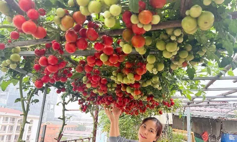 Cô giáo Hà Nội gieo mầm xanh từ vườn rau sân thượng 150m2 đến lớp học: Hạnh phúc là khi thấy rau xanh, trò tiến bộ từng ngày