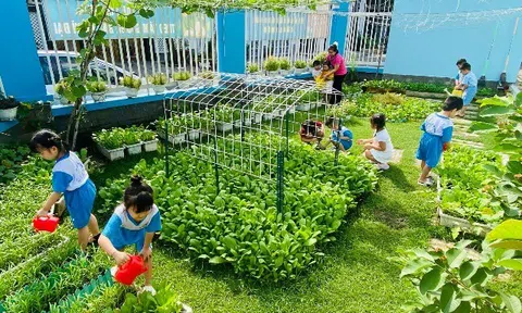 Khu vườn 52m² đầy ắp rau xanh khiến trẻ mầm non mê tít, ngày nào đến trường cũng đòi ra ngắm cây, thu hoạch