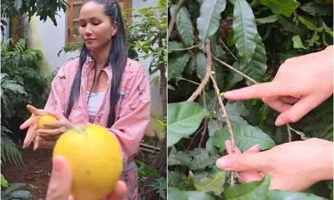Nhà "Hoa hậu nghèo nhất Việt Nam" ở quê có loài cây nghe tên rất sang trọng, mẹ cô ăn hết mấy chục trái