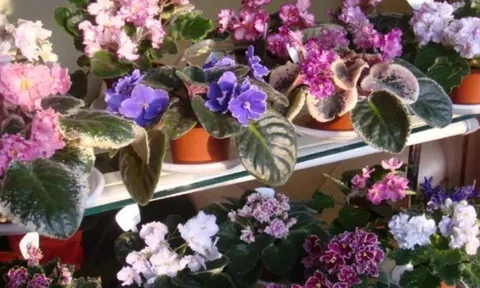 Những loại hoa trồng dễ hơn gừng bonsai, ngắt 1 lá cắm xuống đất 7 ngày ra rễ, 2 tháng thành cây đẹp