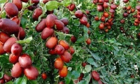 Loại quả "tốt nhất thế giới" được trồng bạt ngàn ở Việt Nam, thành đặc sản chỉ từ 25.000 đồng/kg, tốt cho sức khỏe