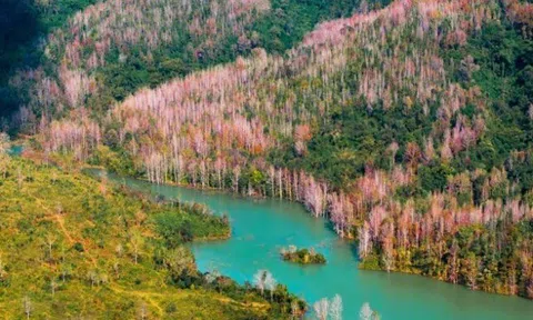 Miền Trung có một “Đà Lạt thứ 2” mê hoặc du khách với khung cảnh rừng lá đỏ như ở Hàn Quốc, thích hợp để đi vào mùa đông