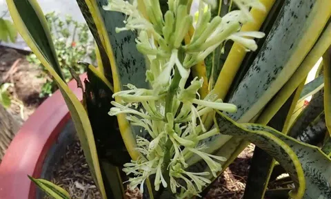 Hóa ra lưỡi hổ ra hoa không phải điềm lành như nhiều người tưởng, biết sớm tôi đã cắt bỏ hoa