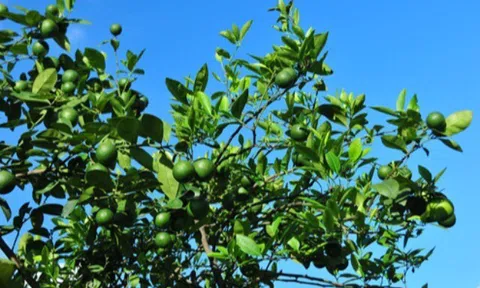 Loại quả "tốt nhất thế giới", Việt Nam trồng khắp nơi thành đặc sản chỉ từ 8.000 đồng/kg, tốt cho sức khoẻ