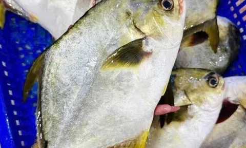 Loại cá được mệnh danh "đệ nhất ngư", bổ dưỡng hơn cá hồi, ít xương, ngọt tự nhiên rất tốt cho trẻ