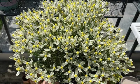 “Vua hương thơm” của thế giới cây xanh, thơm sánh ngang nước hoa, đẹp long lanh như thủy tinh