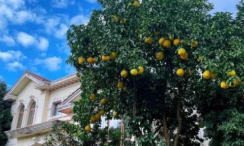 Giàu hay nghèo nhìn cây trước cửa là biết, có 1 trong 10 cây này không giàu sang cũng có phúc khí