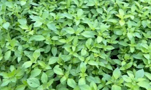 Cây dại ven đường có hương vị lạ, nay thànhh đặc sản được ưa chuộng giá 90.000 đồng/kg, tốt cho sức khoẻ