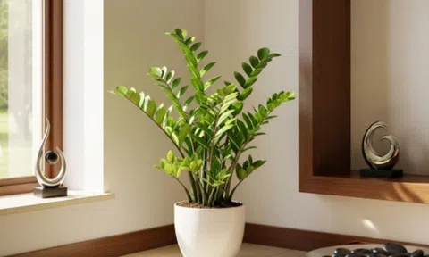 Hóa ra không phải ai cũng trồng được cây kim tiền trong nhà, người thuộc 2 mệnh này nên cân nhắc kẻo mất lộc