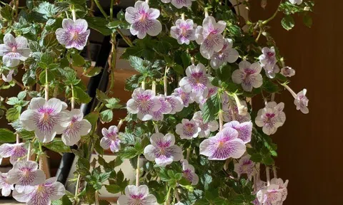 “Vua cây xanh trong nhà” đẹp đến mê hồn, nở suốt 4 mùa trong năm bất chấp trồng ở ban công phía Bắc