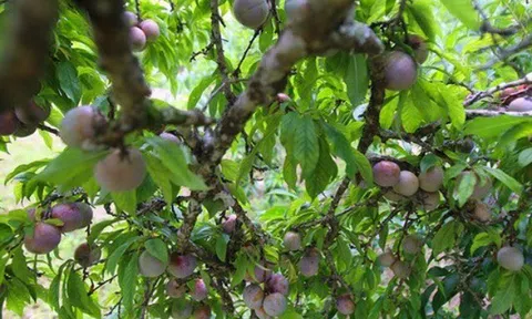 Loại quả được đánh giá "tốt nhất thế giới", ở Việt Nam trồng bạt ngàn giá chỉ từ 10.000 đồng/kg, tốt cho sức khoẻ
